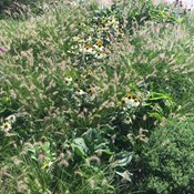 Showtuin Aartselaar Penisetum Echinacea Aster Showtuin rreac04 Publiek Aartselaar Penisetum Echinacea Aster